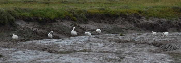 Spoonbill