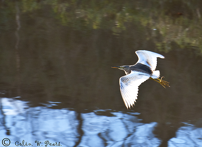 Squacco Heron