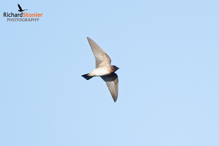 Cliff Swallow