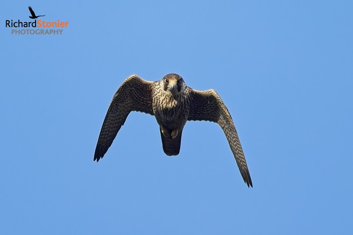 Peregrine