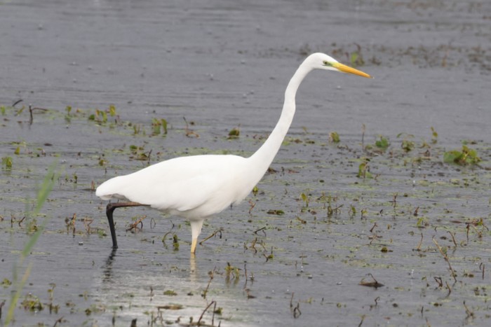 Great White Egret
