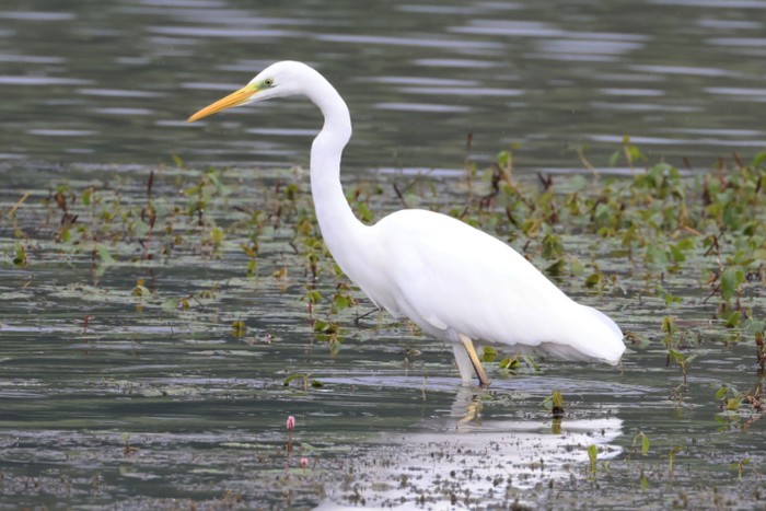 Great White Egret