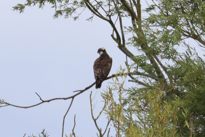 Osprey