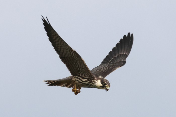 Hobby