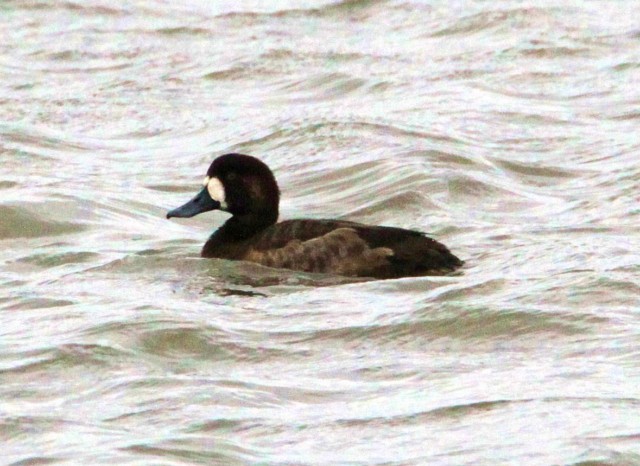 Scaup