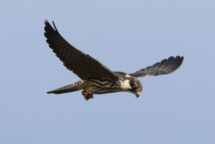 Hobby