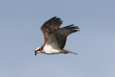 Osprey