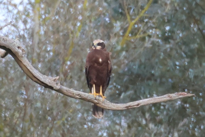 Marsh Harrier