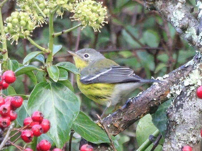 Magnolia Warbler