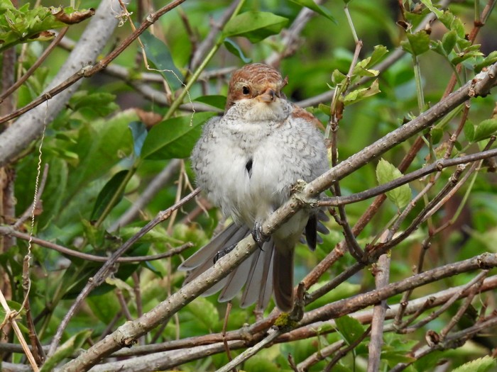 Red-backed Shrike
