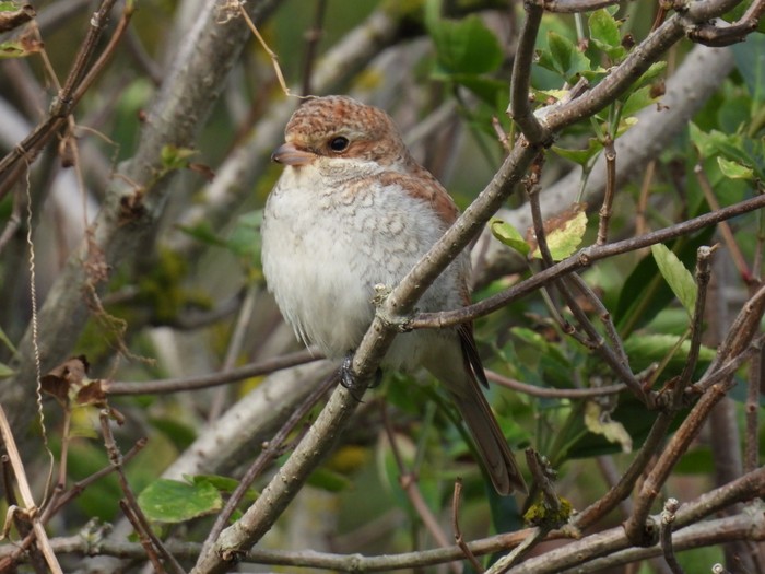 Red-backed Shrike