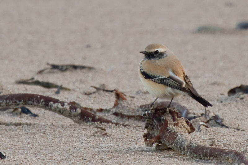 Desert Wheatear