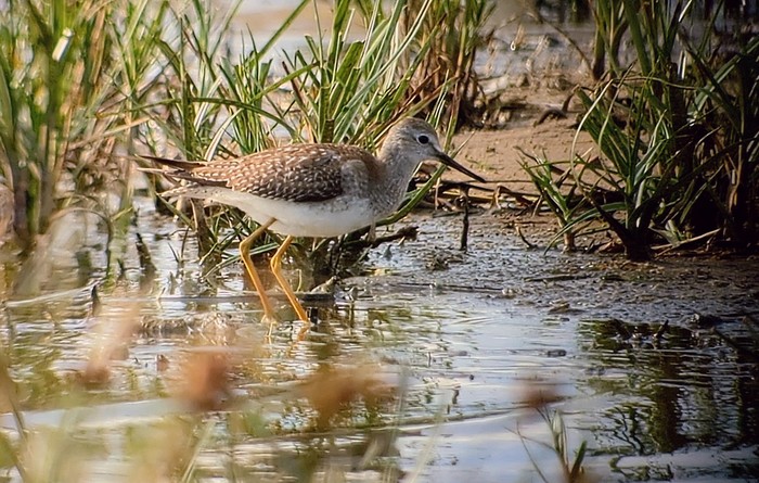 Lesser Yellowlegs