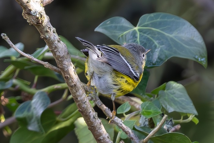 Magnolia Warbler