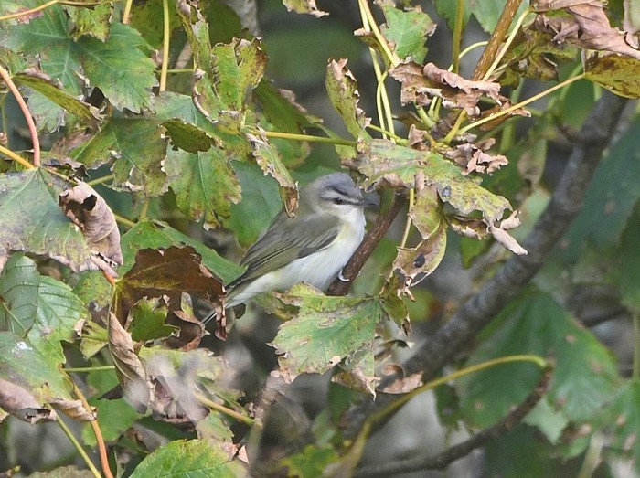Red-eyed Vireo