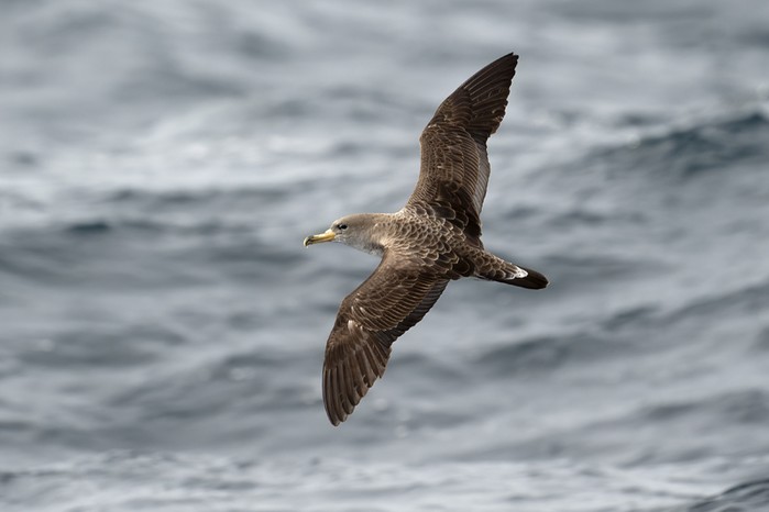 Cory's Shearwater
