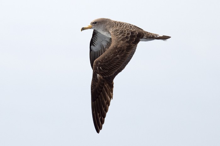 Cory's Shearwater