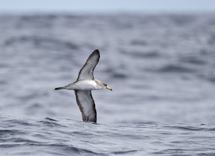 Cory's Shearwater