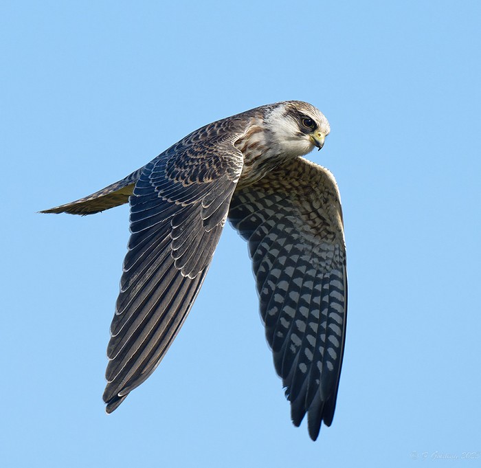 Red-footed Falcon