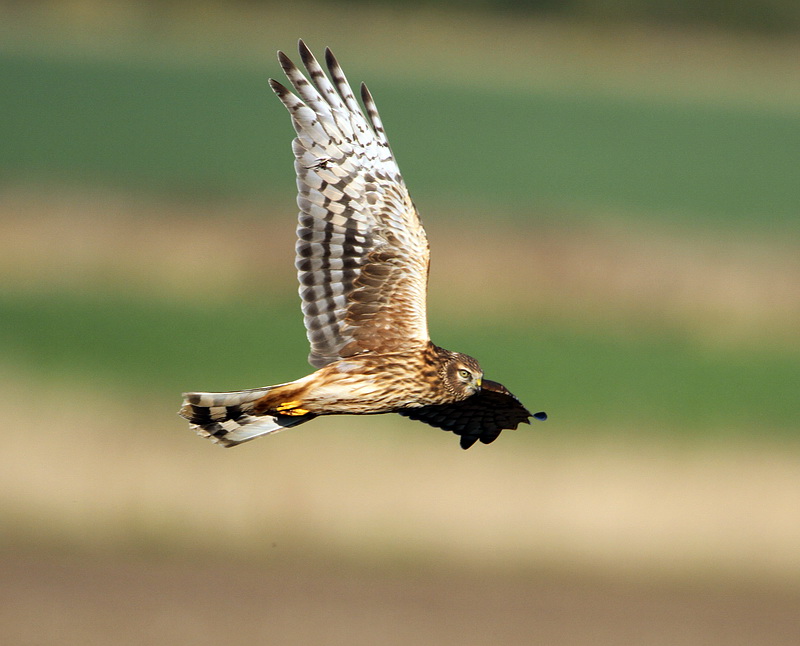 Hen Harrier