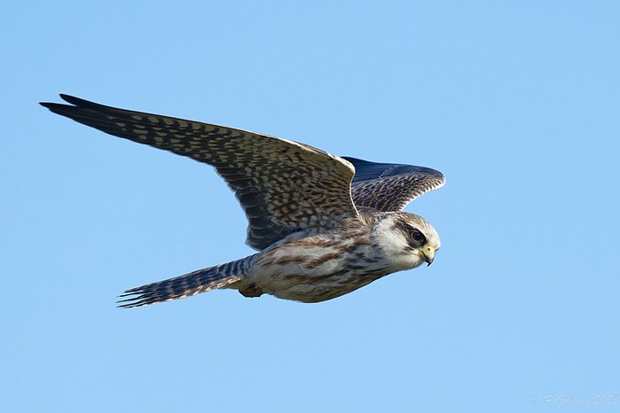 Red-footed Falcon