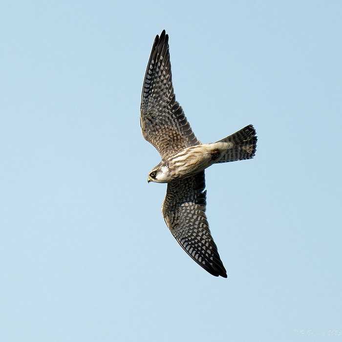 Red-footed Falcon