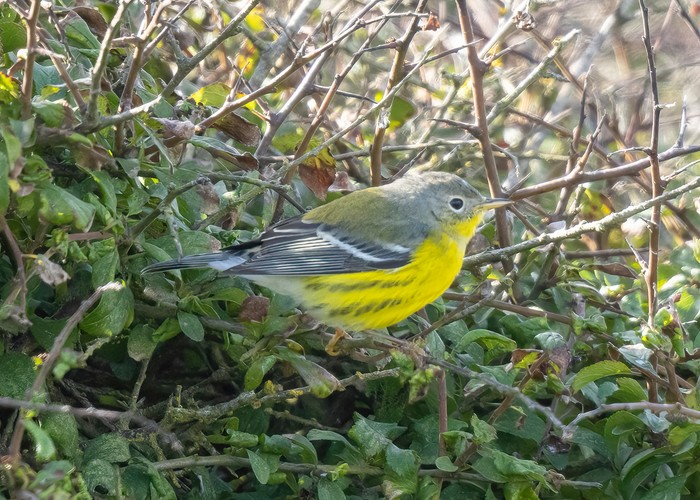 Magnolia Warbler