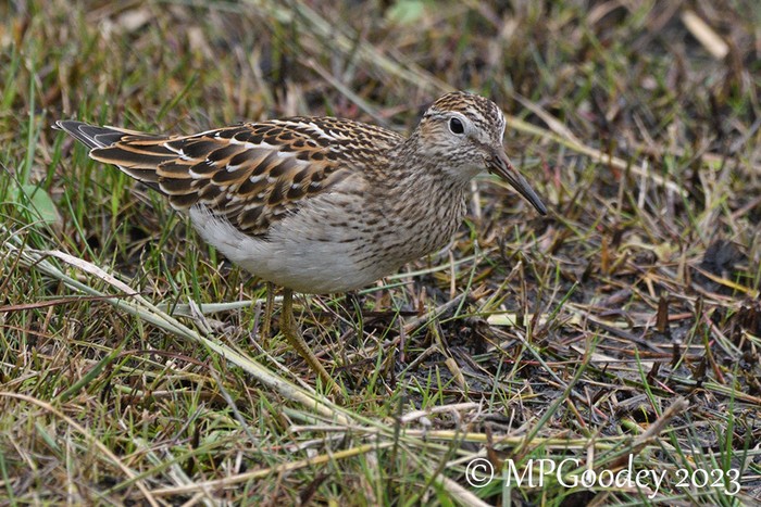 Pectoral Sandpiper