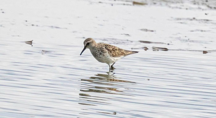 White-rumped Sandpiper