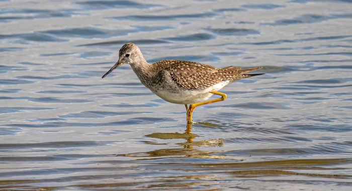 Lesser Yellowlegs