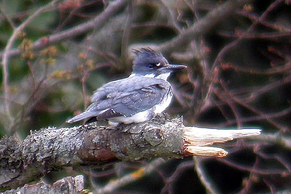 Belted Kingfisher