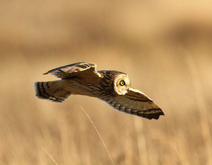 Short-eared Owl