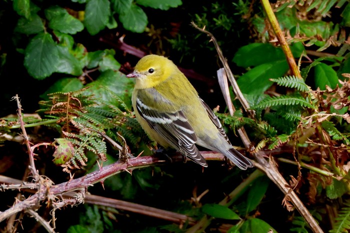 Bay-breasted Warbler