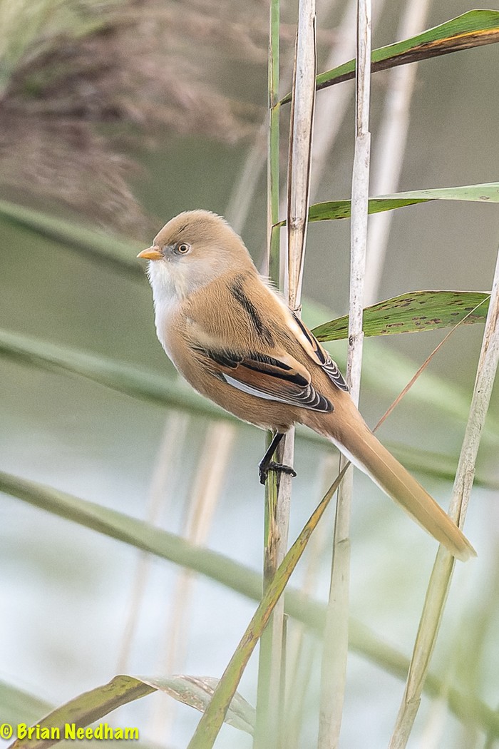 Bearded Tit