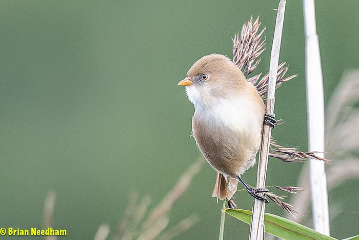 Bearded Tit