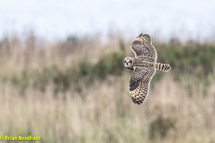 Short-eared Owl