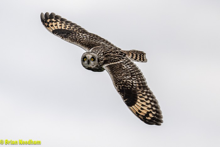 Short-eared Owl