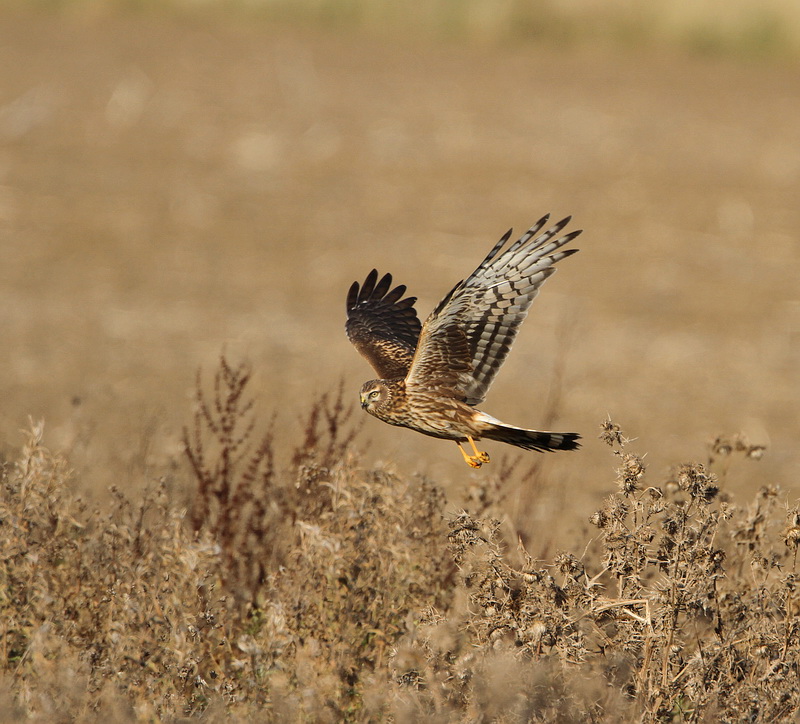 Hen Harrier