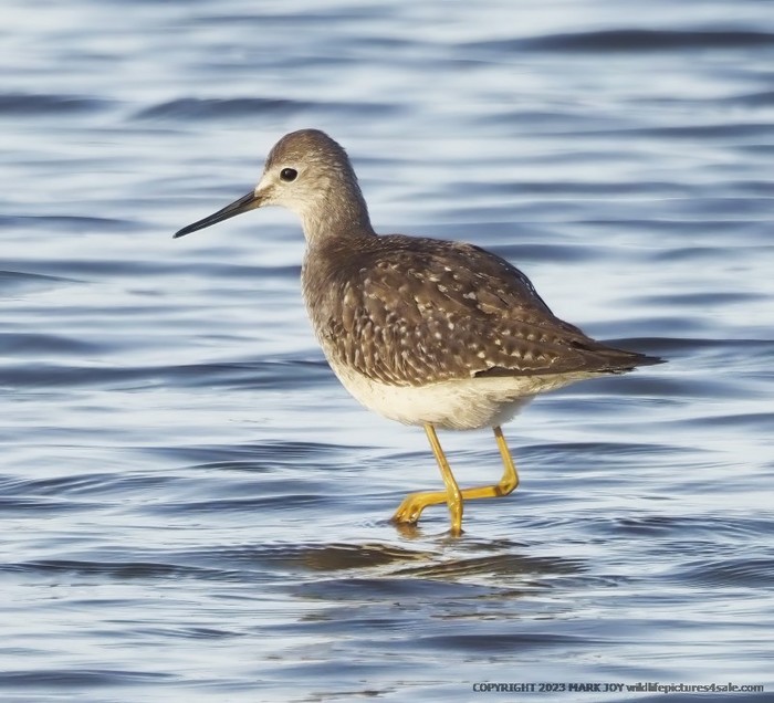Lesser Yellowlegs