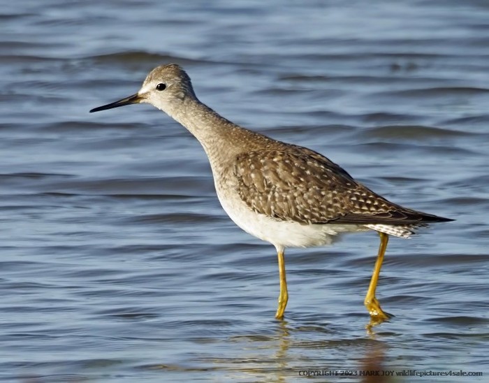 Lesser Yellowlegs