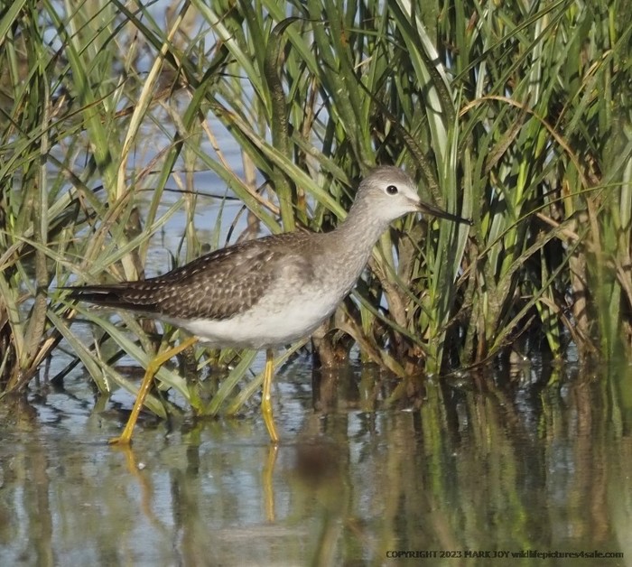 Lesser Yellowlegs