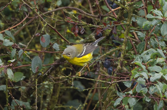 Magnolia Warbler
