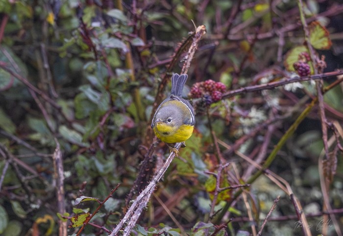 Magnolia Warbler