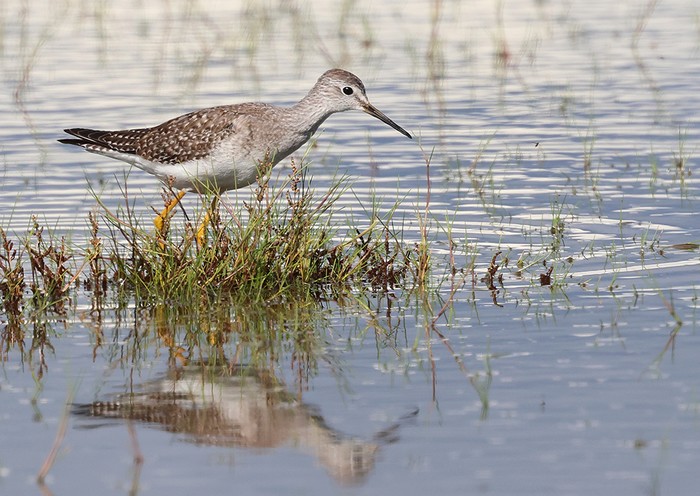 Lesser Yellowlegs
