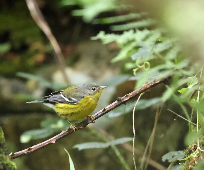 Magnolia Warbler