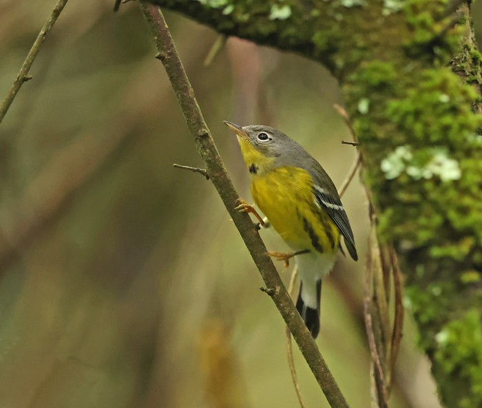Magnolia Warbler