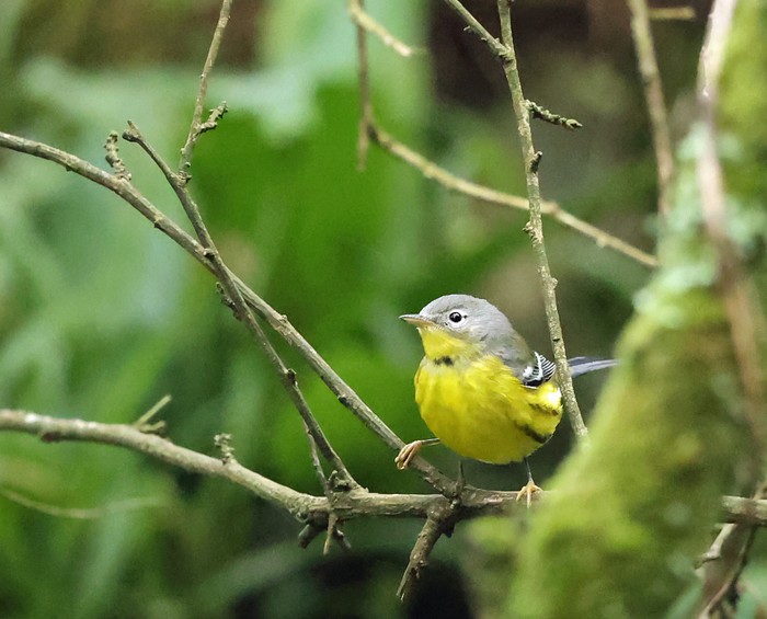 Magnolia Warbler