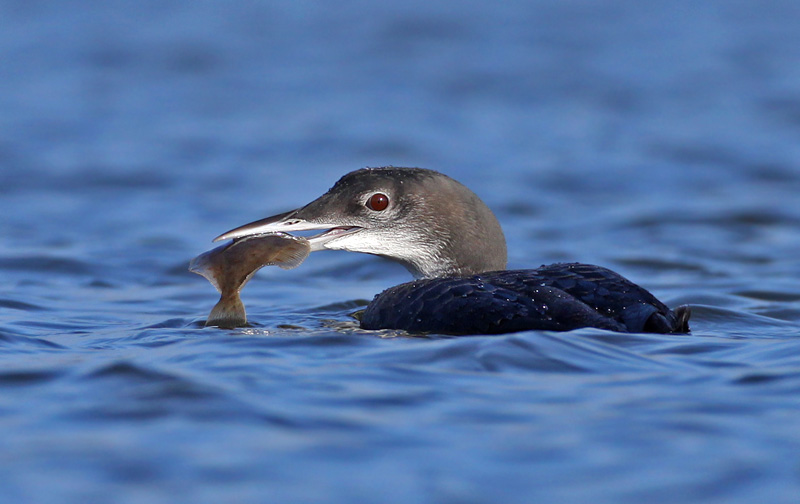 Great Northern Diver