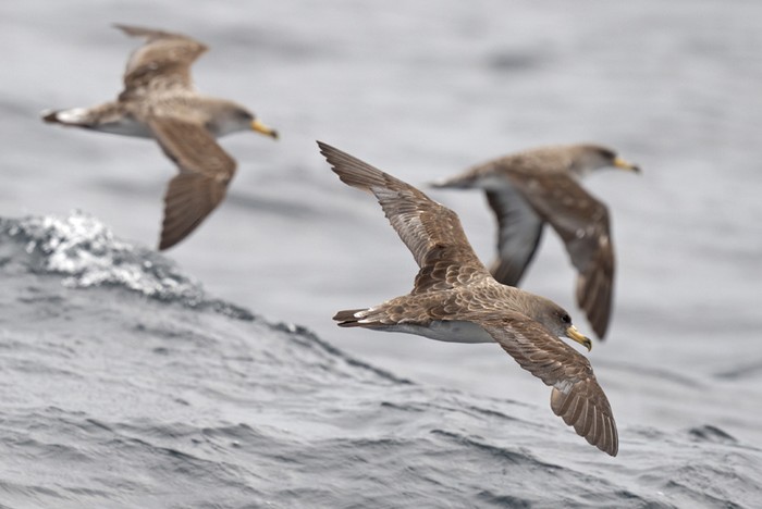 Cory's Shearwater