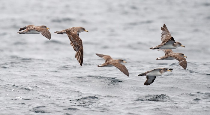 Cory's Shearwater